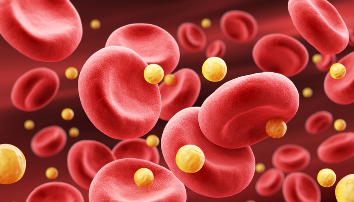 Cholesterol là chất béo do gan sản xuất ra