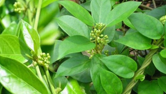 Bài thuốc dân gian chữa tiểu đường dây thìa canh