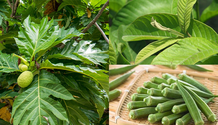 Bài thuốc kết hợp lá sa kê, lá ổi và đậu bắp