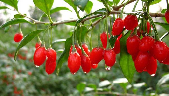 Câu kỷ tử giúp hạ đường huyết hiệu quả
