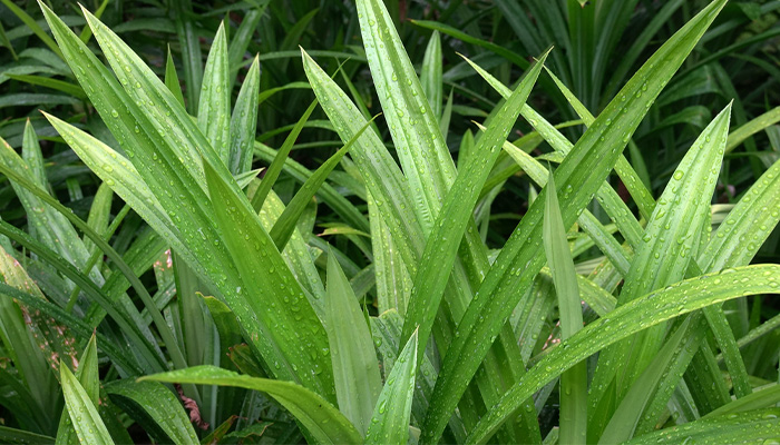 Lá dứa mang lại nhiều lợi ích cho người bệnh tiểu đường