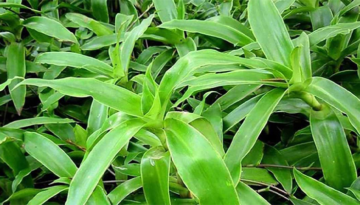 Cây lược vàng chứa nhiều thành phần có lợi cho sức khỏe