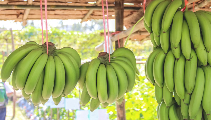 Người tiểu đường nên ưu tiên ăn chuối xanh