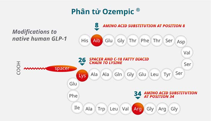 Mô phỏng cơ chế hoạt động của thuốc Ozempic với hormone GLP-1