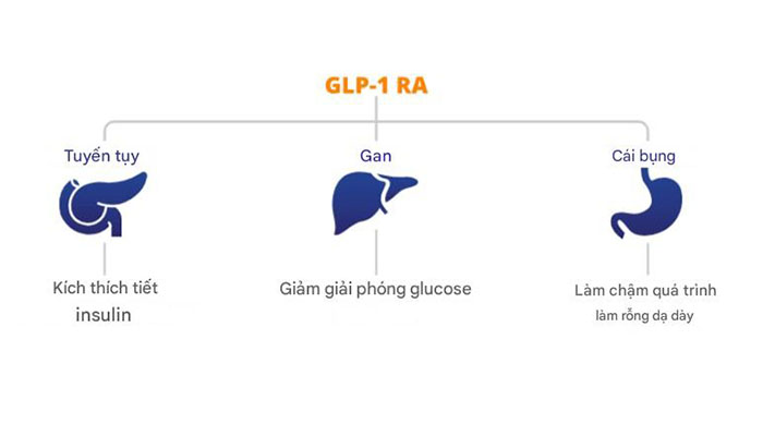 Cơ chế hoạt động của thuốc Rybelsus thông qua ba cơ chế