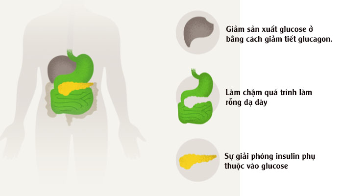 Cơ chế hoạt động của thuốc Trulicity với 3 cơ chế chính