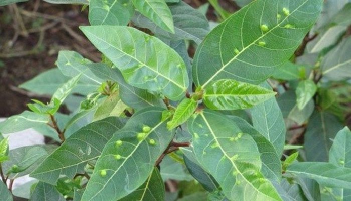 Lá cây sung cũng chứa nhiều chất dinh dưỡng