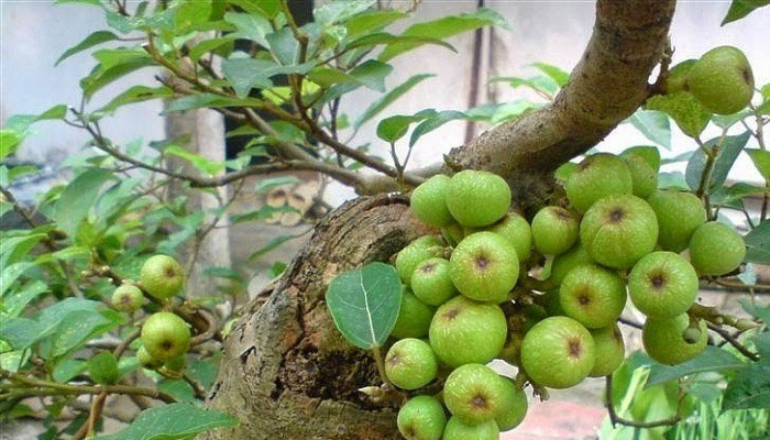 Lá sung chữa bệnh tiểu đường giúp ổn định đường huyết nhưng nó không thay thế thuốc điều trị