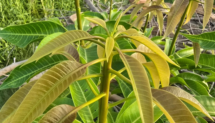 Lá xoài trị bệnh tiểu đường được nhưng nó chỉ là biện pháp bổ trợ không thay thế hoàn toàn thuốc