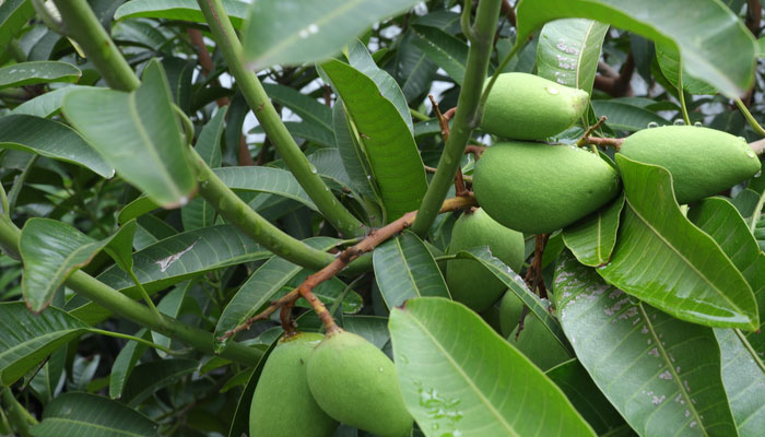 Lá xoài có nhiều công dụng hỗ trợ ổn định đường huyết