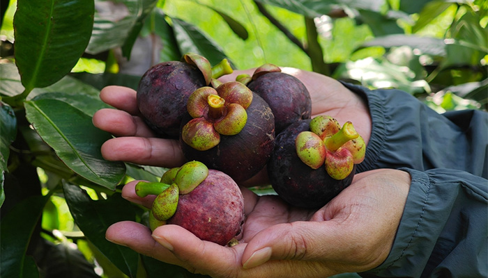 Măng cụt mang lại nhiều lợi ích cho người bệnh tiểu đường nếu biết dùng đúng 
