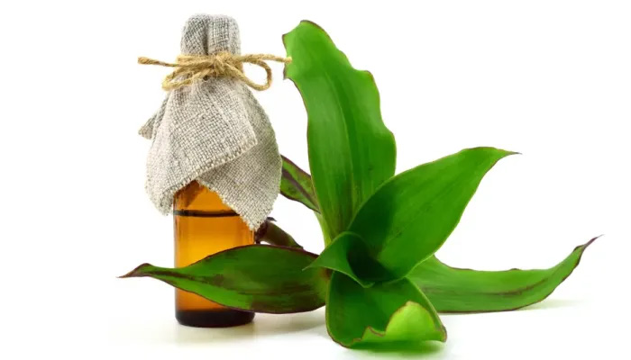 Ngâm rượu cây lược vàng