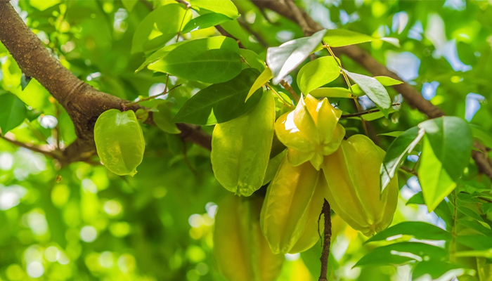 Khế chua chứa nhiều vitamin và ít calo