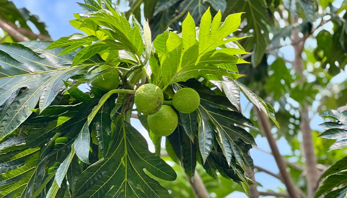 Lá sa kê mang lại nhiều tác dụng có lợi cho sức khỏe