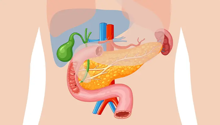 Nấm linh chi có tác dụng hỗ trợ chức năng tuyến tụy và tăng tiết insulin