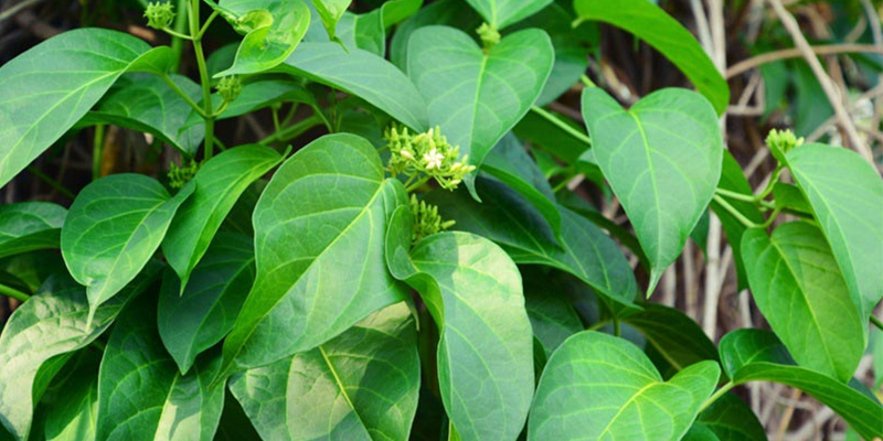 Dây thìa canh 