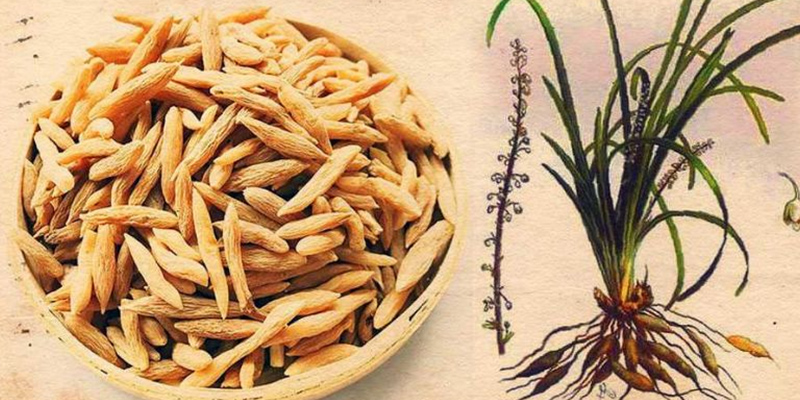 Thành phần mạch môn