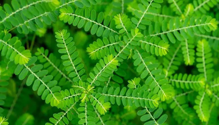 Diệp hạ châu giúp hỗ trợ cân bằng đường huyết