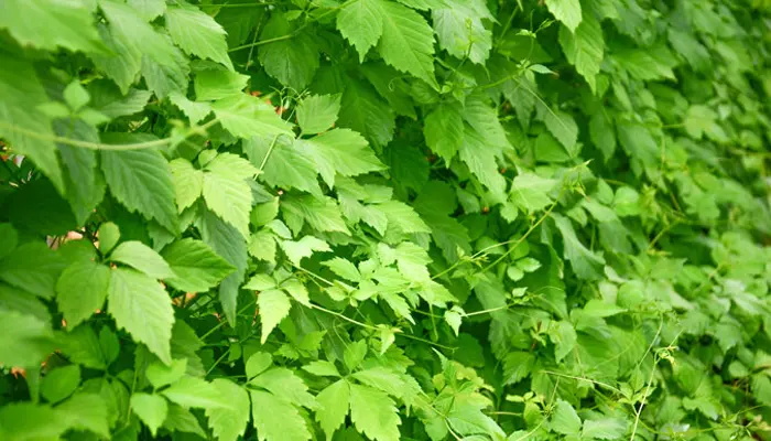 Giảo cổ lam có tác dụng hạ đường huyết