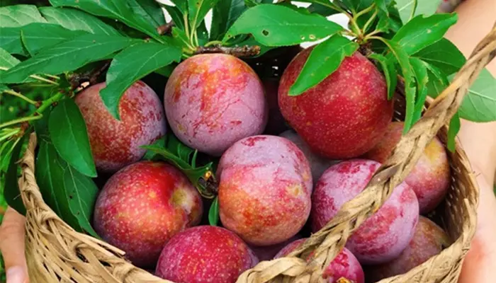 Bệnh tiểu đường có ăn được quả mận không? Câu trả lời là có nhưng cần ăn với lượng phù hợp