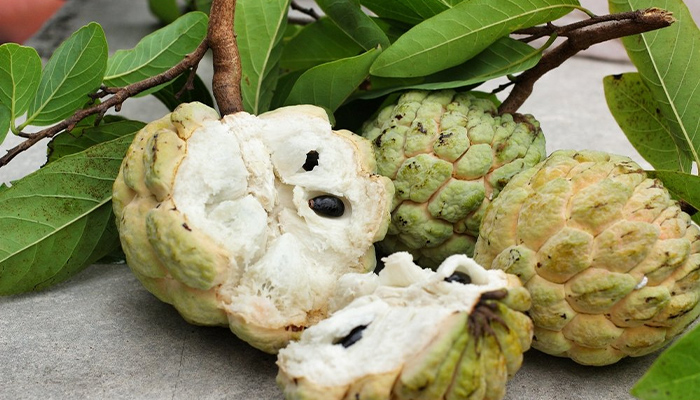 Bệnh tiểu đường có ăn được quả na không