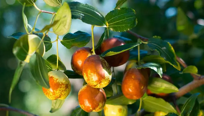 Tiểu đường có ăn được táo tàu không? Có thể ăn nếu sử dụng đúng cách
