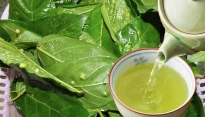 Lá sung chữa bệnh tiểu đường được sử dụng nấu thành trà để uống