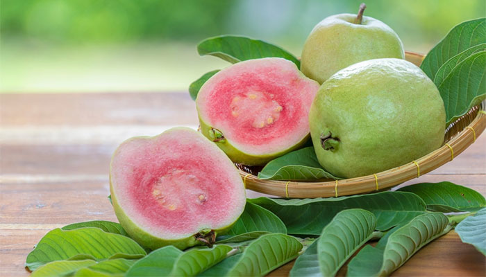 Uống lá ổi chữa tiểu đường chỉ hỗ trợ giảm lượng đường trong máu