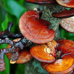 12 Loại thuốc nam trị tiểu đường hỗ trợ ổn định đường huyết 