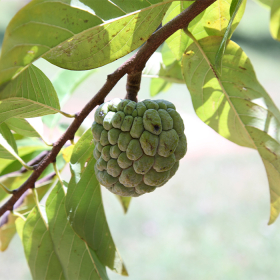 Bệnh tiểu đường có ăn được quả na không? Cách ăn giúp ổn định đường huyết