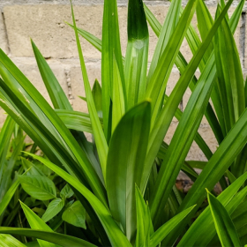 Cây lá dứa trị bệnh tiểu đường có thật sự giúp giảm đường huyết?