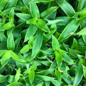 Chữa bệnh tiểu đường bằng cây lược vàng có hiệu quả không?