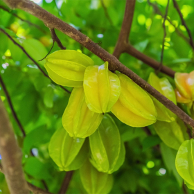 Chữa bệnh tiểu đường bằng khế chua có thật sự hiệu quả không?