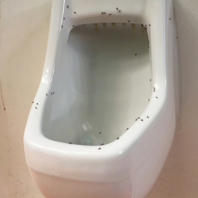 Kiến bu nước tiểu có phải bị bệnh tiểu đường không? Giải đáp thắc mắc Kiến bu nước tiểu có phải bị bệnh tiểu đường không? Giải đáp thắc mắc