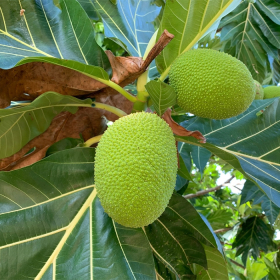 Lá sa kê trị bệnh tiểu đường có nên áp dụng tại nhà