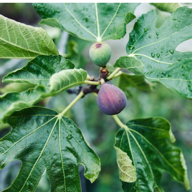 Lá sung chữa bệnh tiểu đường có an toàn cho người dùng?