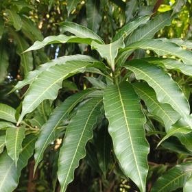 Lá xoài trị bệnh tiểu đường có thật sự giúp ổn định đường?