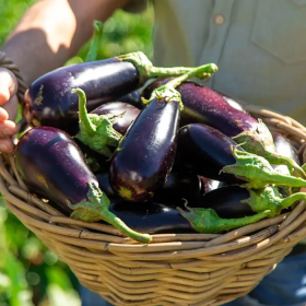 Tiểu đường có ăn được cà tím không? Ăn đúng giúp ổn định
