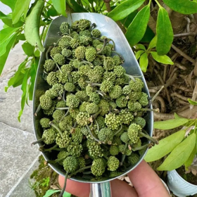 Tiểu đường có uống được nụ tam thất không? Lưu ý trước khi dùng