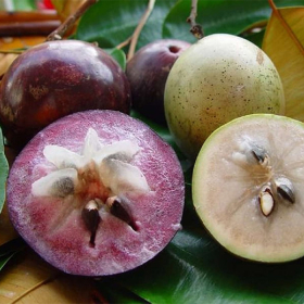 Tiểu đường thai kỳ ăn vú sữa được không? Mẹ bầu nên lưu ý gì? Tiểu đường thai kỳ ăn vú sữa được không? Mẹ bầu nên lưu ý gì?
