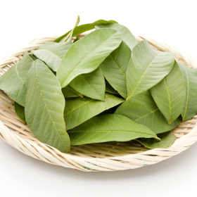 Uống lá ổi chữa tiểu đường có thực sự giảm đường huyết?